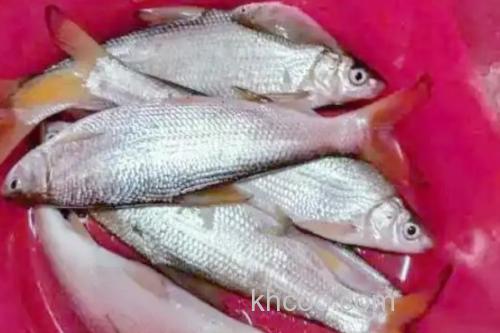 长须短吻鱼是什么鱼？_2