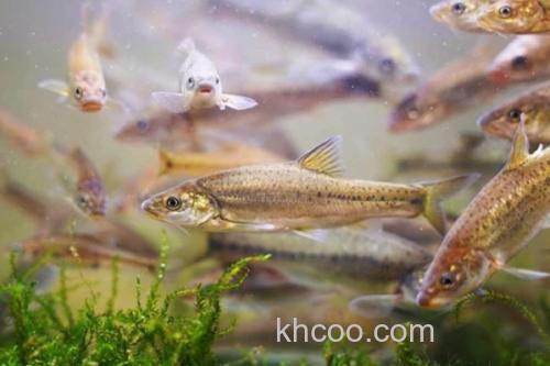 长须金线鲃是什么鱼？_2