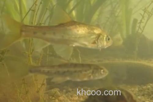 长须金线鲃是什么鱼？_1