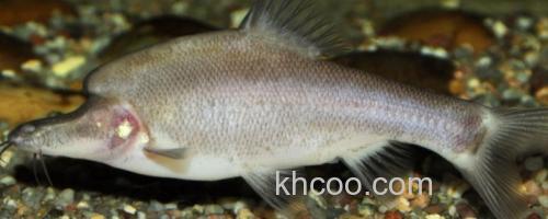 长须金线鲃是什么鱼？_0