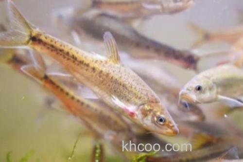 长须金线鲃是什么鱼？_4