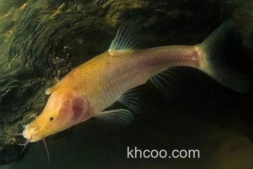 长须金线鲃是什么鱼？_3