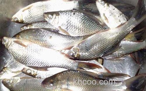 鲮鱼_5