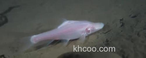 马山金线鲃是什么鱼？_0