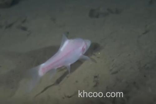 马山金线鲃是什么鱼？_1