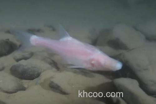 马山金线鲃是什么鱼？_2