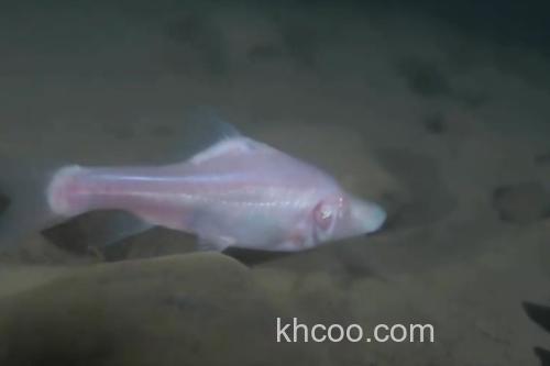 马山金线鲃是什么鱼？_3