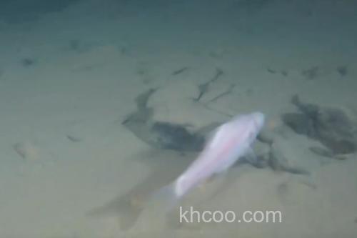 马山金线鲃是什么鱼？_4