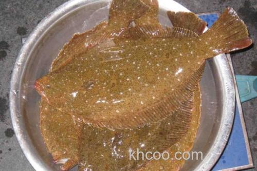 马来斑鲆是什么鱼？_2