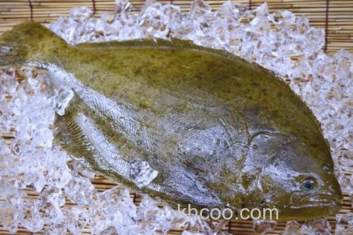 马来斑鲆是什么鱼？_1