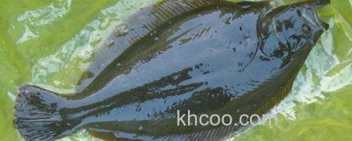 马来斑鲆是什么鱼？_0