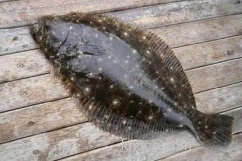 马来斑鲆是什么鱼？_3