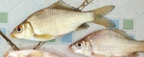 三角鲤是什么鱼？_0