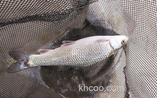 鲮鱼_4