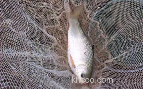 鲮鱼_2