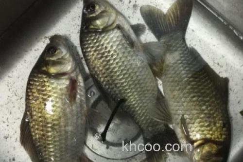 三角鲤是什么鱼？_2