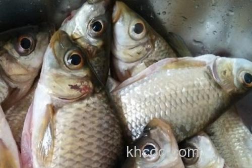 三角鲤是什么鱼？_1