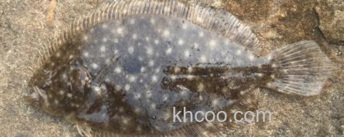 高体斑鲆是什么鱼？_0