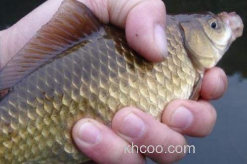 三角鲤是什么鱼？_3