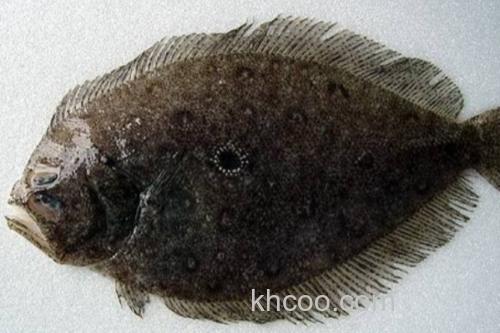 高体斑鲆是什么鱼？_1