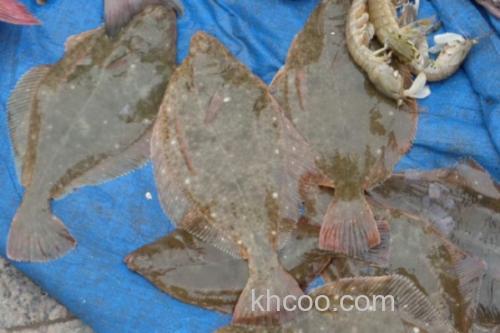 高体斑鲆是什么鱼？_2