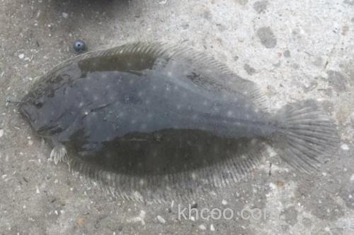 高体斑鲆是什么鱼？_3