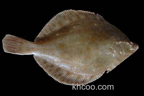 高体大鳞鲆是什么鱼？_1