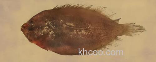 高体大鳞鲆是什么鱼？_0