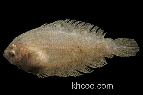 高体大鳞鲆是什么鱼？_2
