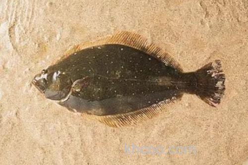 高体大鳞鲆是什么鱼？_3