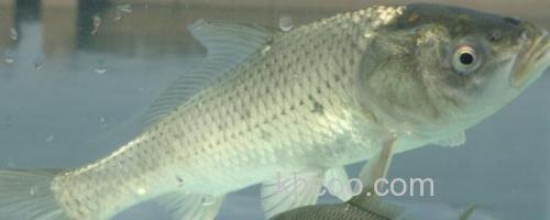 云南鲤是什么鱼？_0