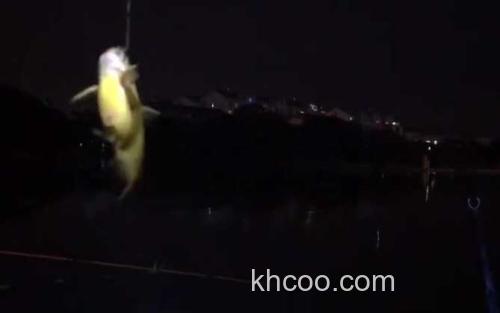 夜钓黄颡鱼_4