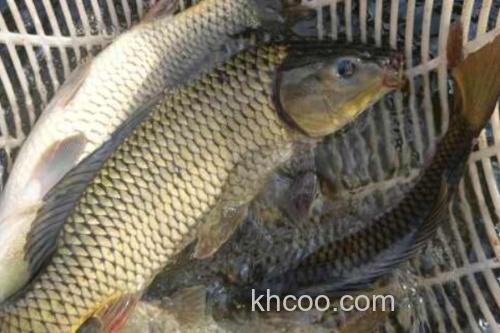 云南鲤是什么鱼？_1