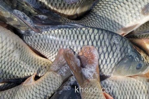 云南鲤是什么鱼？_2