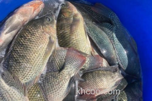 云南鲤是什么鱼？_3