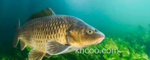 小鲤是什么鱼？_0