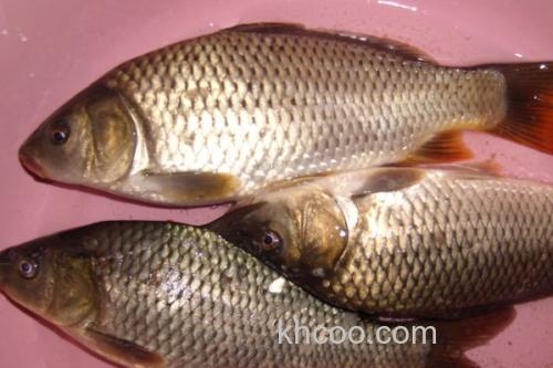 小鲤是什么鱼？_1