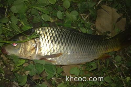 小鲤是什么鱼？_3