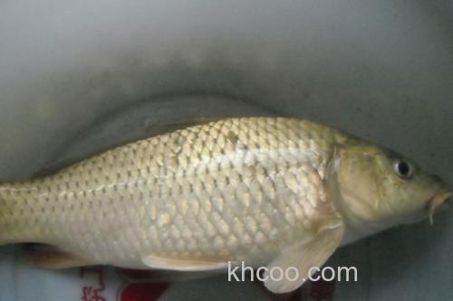 小鲤是什么鱼？_2