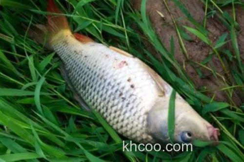 小鲤是什么鱼？_4