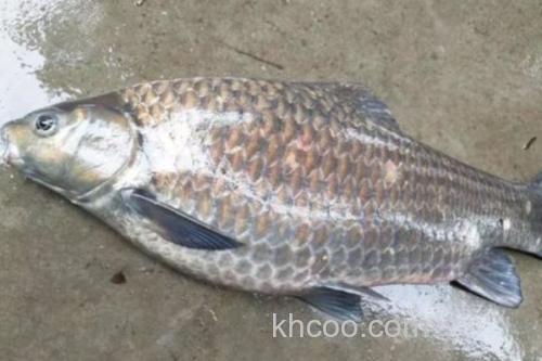 大眼鲤是什么鱼？_1