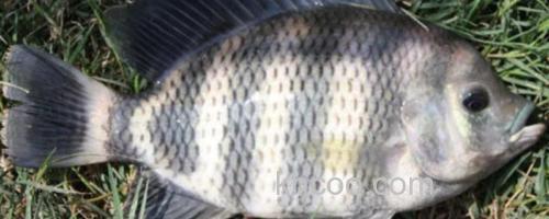 大眼鲤是什么鱼？_0