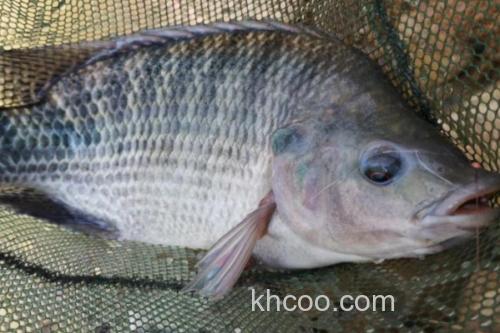 大眼鲤是什么鱼？_2