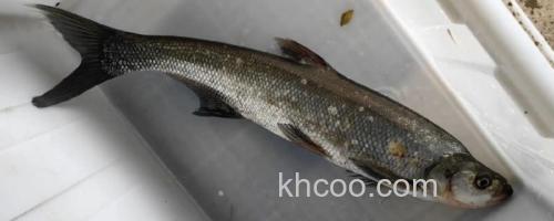 翘嘴鲤是什么鱼？_0