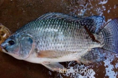 大眼鲤是什么鱼？_3