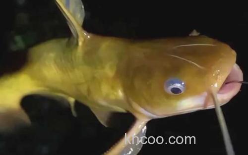 黄颡鱼_1