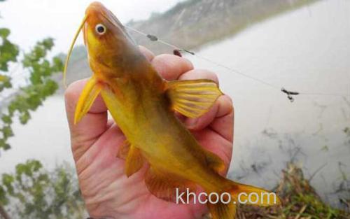 黄骨鱼_1
