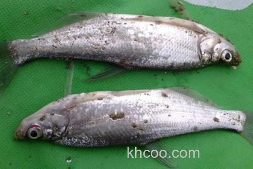 翘嘴鲤是什么鱼？_1