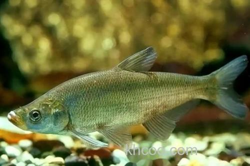 翘嘴鲤是什么鱼？_3