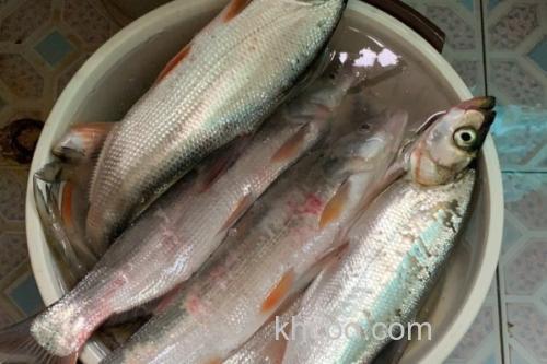 翘嘴鲤是什么鱼？_2